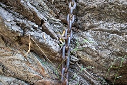 Close up of rusty chain wrapped around tree on large tree trunk background. Crust and metal chain texture. Tree, tied in chains. 