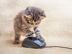 A little kitten is played with a computer mouse. Cat caught a mouse. Fun kids fun