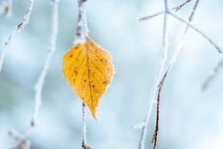Frost covered birch dry leaf on tree branch