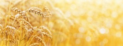 Gold background with wheat ears and free space for text. Panorama
