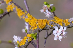 Lichen on tree bark during flowering. Tree diseases
