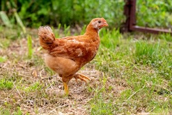 A young brown chicken walks in the garden on the grass