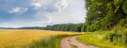 Wheat field and dirt road near the forest. Summer landscape with field, forest and picturesque sky. Panorama