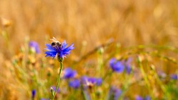 Bee on a cornflower on the edge of a wheat field