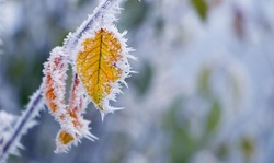 Frost-covered yellow leaves on a tree branch in the garden