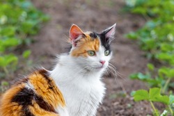 Young furry cat sitting in the garden among the greenery. Portrait of a cute furry cat