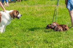 Large dog breed Russian watchdog on a leash aggressively looks at small dogs of the dachshund breed