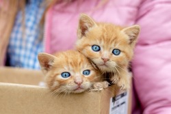 Two red kittens in a cardboard box. Girl holding a box with small kittens