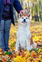 Akita dog with a mistress in the autumn park among the yellow fallen leaves
