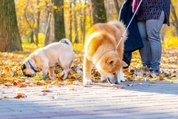 Two dogs  of breed   pug and akita in the autumn park while walking near his mistress