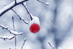 Snow-covered red apple and tree branches in the garden after snowfall