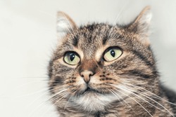 Brown tabby cat with green eyes close-up. Portrait of a cat