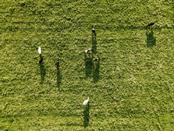 Animal husbandry, meat and the dairy industry in agriculture concept. Aerial drone panoramic shot of cows herd walking on green meadow during sunny summer sunrise. Image contain noise and motion blur