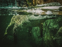 The Nile crocodile (Crocodylus niloticus) is an African crocodile, the largest freshwater predator in Africa, and may be considered the second-largest extant reptile and crocodilian in the world