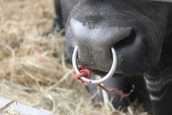 Buffalo nose with red rope and stainless steel nose loop, in the Thailand farm.