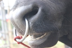 Buffalo nose (Bubalus bubalis) with red rope and stainless steel nose loop, at the Thailand farm.