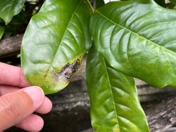 Close up on bacterial Leaf black spot disease symtoms of plant nature leaf.