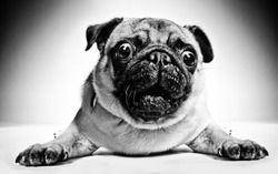 Black and white closeup portrait of a pug with large staring protruding eyes and a cute frown lying facing the camera