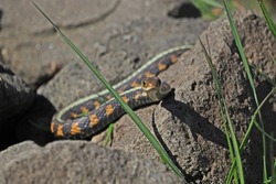 Common Garter Snake (Red-spotted subspecies) crawling on a rock, facing the camera