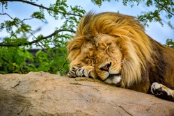 Lion on a Rock. Lion Sleeping. King of the Jungle.