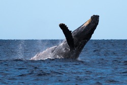 Humpback whale breaching. Hawaii, Maui, Lahaina, Winter