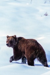 Grizzly bear walking in the snow, Alaska, Denali National Park, Fall