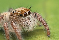 Super macro image of baby jumping spider (Hyllus diardi), very clear eyes