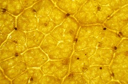 Birch leaf under the microscope, background. (Betula)