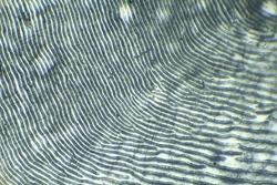 Fish scales under the microscope, background