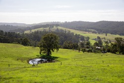 Australian rural backyard green hills and paddock with dam and single tree in front of cascading, rolling hills and trees / forest. Farm yard fences separate different paddocks.