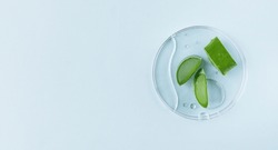 Aloe Vera slices with aloe gel on petri dish on blue background. Natural cosmetics background for design.