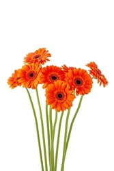 Bouquet of beautiful orange gerbera flowers isolated on white background. Greeting card with gerbera flowers. 