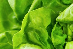 Lettuce leaf closeup. Macro photo of fresh romaine lettuce leaf. Natural background.