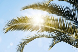 Sun rays through the palm tree leaves over blue sky. Summer sunset scenery. Holidays and summertime background.