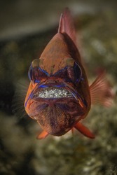 Ring-tailed cardinalfish (Ostorhinchus aureus), male protecting and incubating eggs in mouth. Underwater macro photography from Aniilao, Philippines