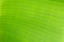 close up of tropical banana palm leaves texture green background, agriculture concept