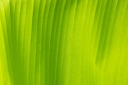 close up of tropical banana palm leaves texture green background, agriculture concept