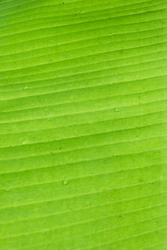 close up of tropical banana palm leaves and water drop texture green background, agriculture nature concept