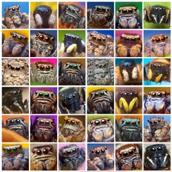 Photo collage of a set photographs of jumping spiders in square frames on the image