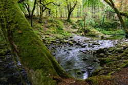 trees, lakes and streams in Tollymore Forest Park