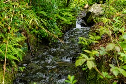 trees, lakes and streams in Tollymore Forest Park