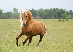 Morgan Stallion palomino Horse 