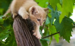 A ginger kitten sneaks up on prey on a tree. Frisky Kitty climbs trees. Playful cat hunter. Kitten is exploring a new world for him. Delight and emotions of joy.