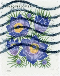 Postmarked 2022 Pasqueflower U.S. coil regular issue postage stamp from the Mountain Flora series with a denomination of First-class Forever (58 cents when issued).