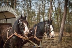 Shire horses pulling a covered wagon