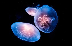 Glowing Jellyfish in underwater ocean