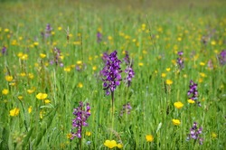 Wild orchids in the meadow  (Anacamptis morio)