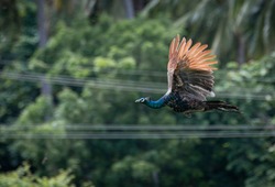 Indian Peafowl (indian peacock) flying