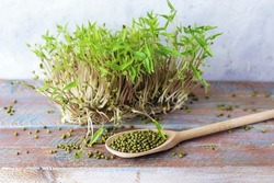 Micro greens, grains and sprouted mung bean sprouts on a wooden table, useful organic plants, micro greens for salad, healthy food concept 