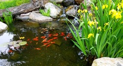 Small Japanese Koi in Pond Near Surface 